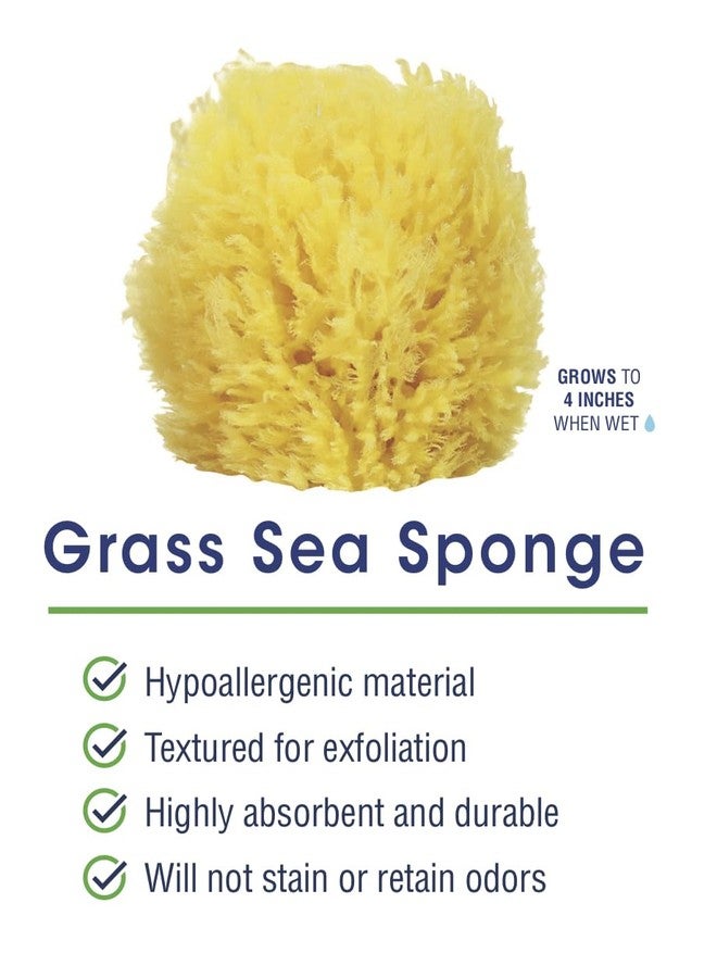 HartFelt Exfoliating Grass Sea Sponge 4in | Natural Exfoliating Body Scrubber Sponge for Shower for Women and Men - Image 2
