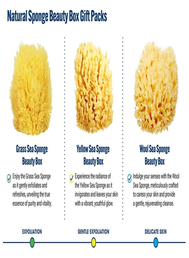 HartFelt Exfoliating Grass Sea Sponge 4in | Natural Exfoliating Body Scrubber Sponge for Shower for Women and Men - Image 4