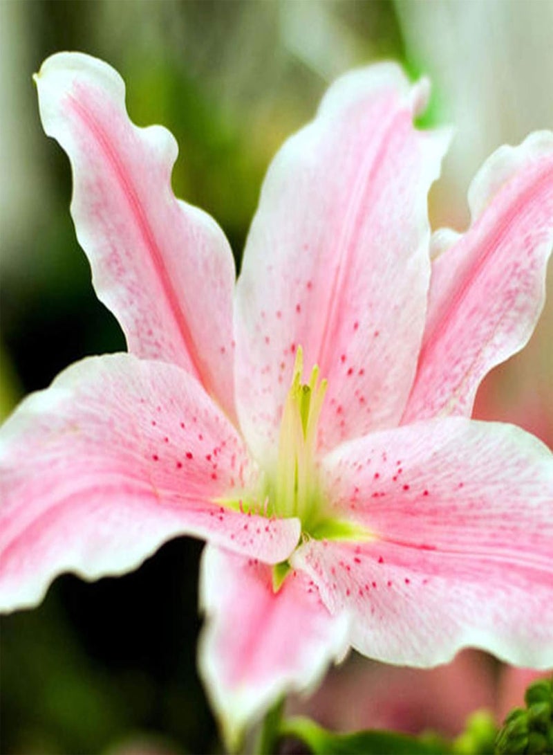 GGOOT Plant Seed 200Pcs/Bag Lily seeds Seeds Evergreen Easy to Plant Fast Growing Attractive Bonsai Garden Flower Seeds for Balcony - 2  - Image 1