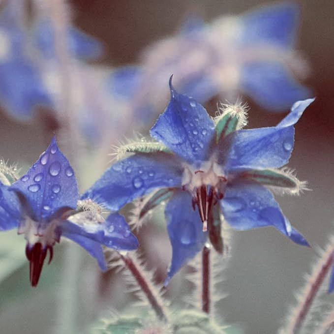 Naissance Virgin Borage Starflower Seed Oil No 226 50ml 100 Naturally High in GLA GammaLinolenic Acid For Skin Face Body Hair Massage Vegan