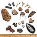 DANCING BEAR Fossil Collection Kit 12 pc Set Real Shark Teeth Dinosaur Bone Coprolite Poop Fossil ID Book STEM Science Set - Image 3