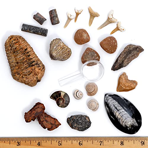DANCING BEAR Fossil Collection Kit 12 pc Set Real Shark Teeth Dinosaur Bone Coprolite Poop Fossil ID Book STEM Science Set - Image 1