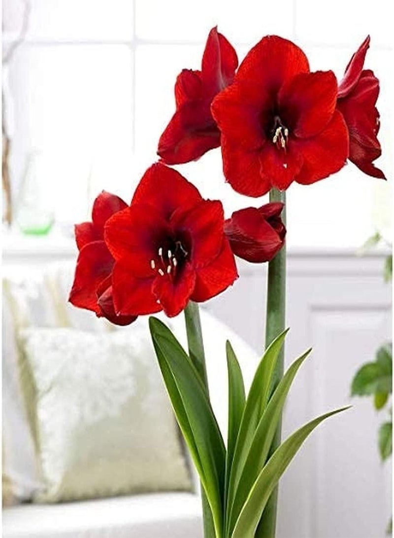 GGOOT 2pcs Verse Rode Amaryllisbollen Amaryllis Bloemen Amaryllisbollen Bonsai Zeldzame Bloembollen Huis Tuin Plant Geschikt voor Huisinrichting - Image 2