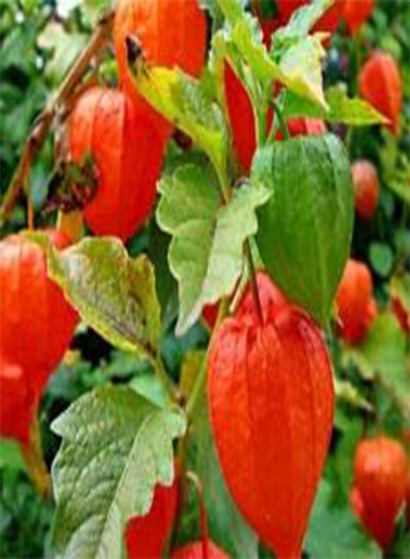 GGOOT Chinese Lantern Physalis Alkekengi - 200 Bulk (PKD) Seeds