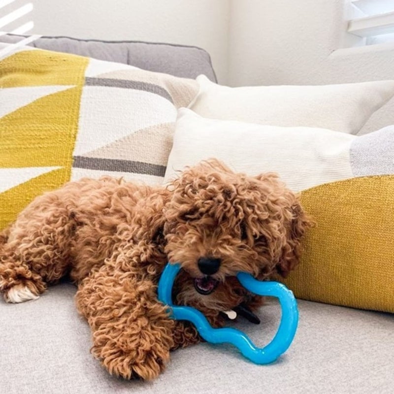 Nylabone Teethe 'N Tug Puppy Chew Toy for Dogs, Teething Play Toys for Puppies, Blue, X-Small - Up to 15 lbs, 1 Count - Image 2