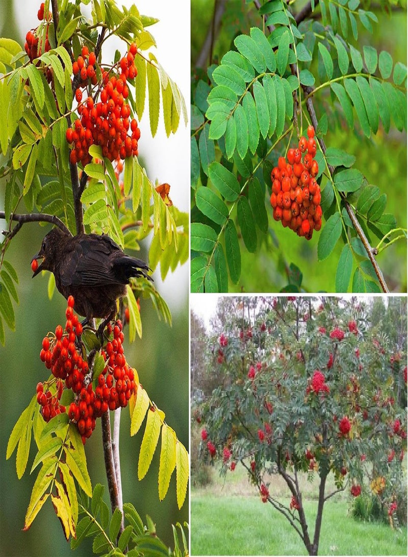 GGOOT Rowan Mountain Ash Sorbus Aucuparia 50+ Seeds - Image 1