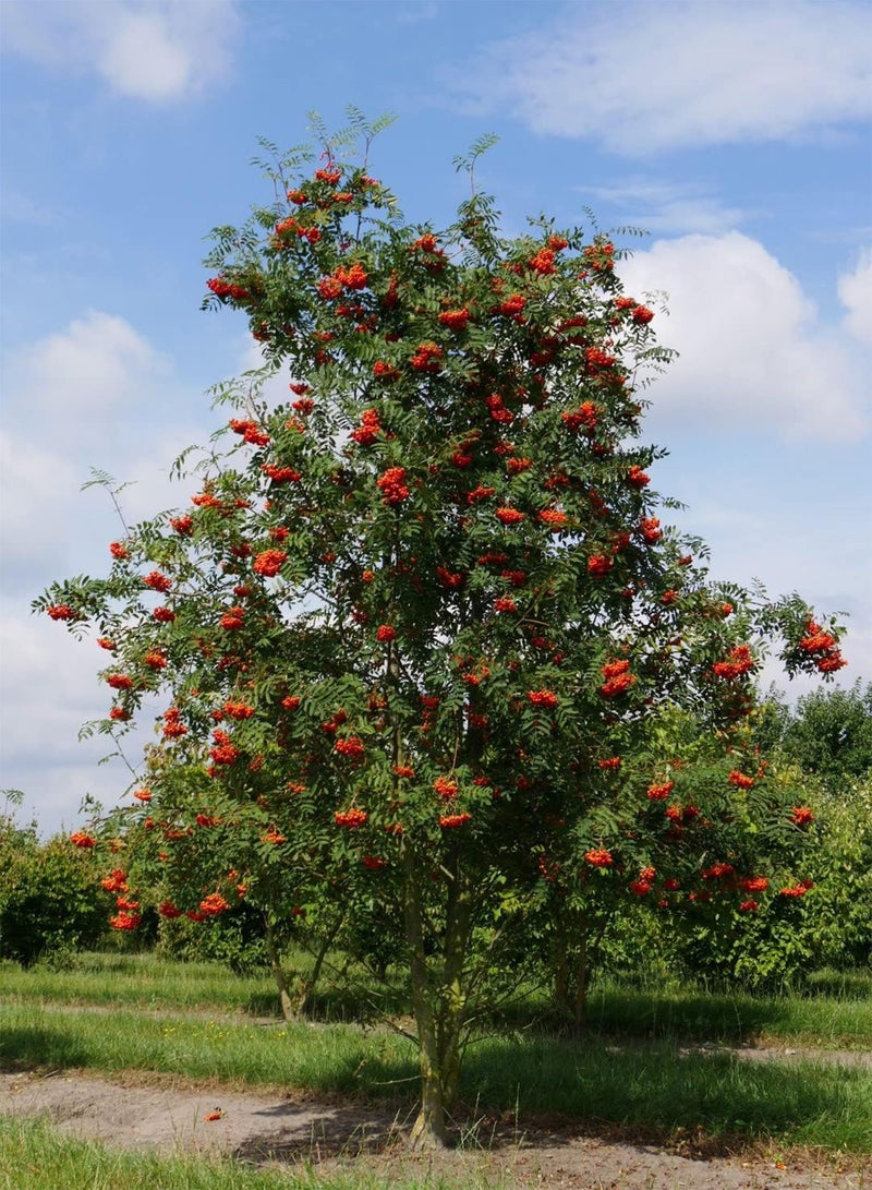 GGOOT Rowan Mountain Ash Sorbus Aucuparia 50+ Seeds - Image 2