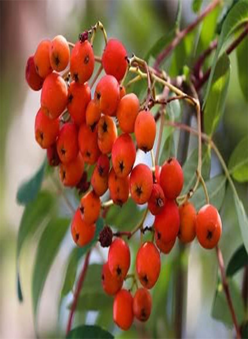 GGOOT Rowan Mountain Ash Sorbus Aucuparia 50+ Seeds - Image 3