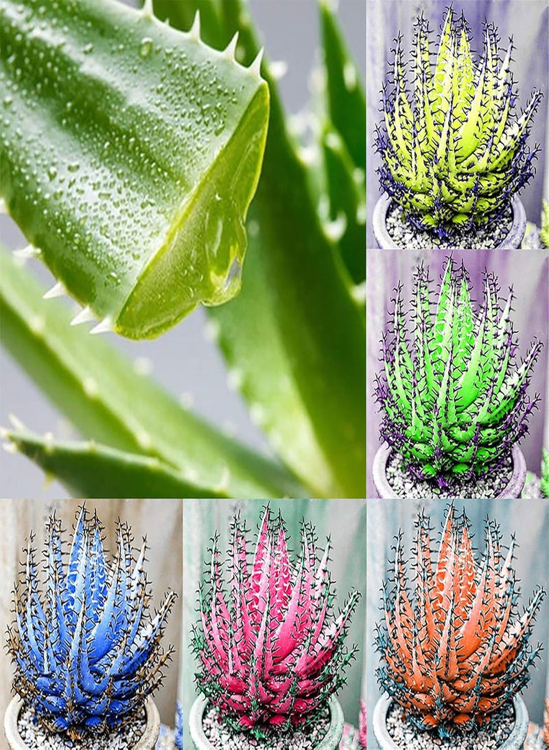 GGOOT Green Garden Flower Plants-100Pcs/Bag Succulent Seeds Photophilous Aesthetic Lightweight Portable Bonsai Seed for Greenhouse - Rose Red Succulent Seeds - Image 2