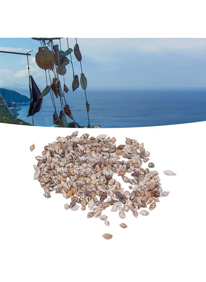 erorex Sea Shells 1 Can Mixed Tiny Sea Shells Small Beach Spiral Seashells Multipurpose Ocean Beach Seashells For Beach Theme Party Candle Making Diy Crafts Fish Tank And Vase - Image 4