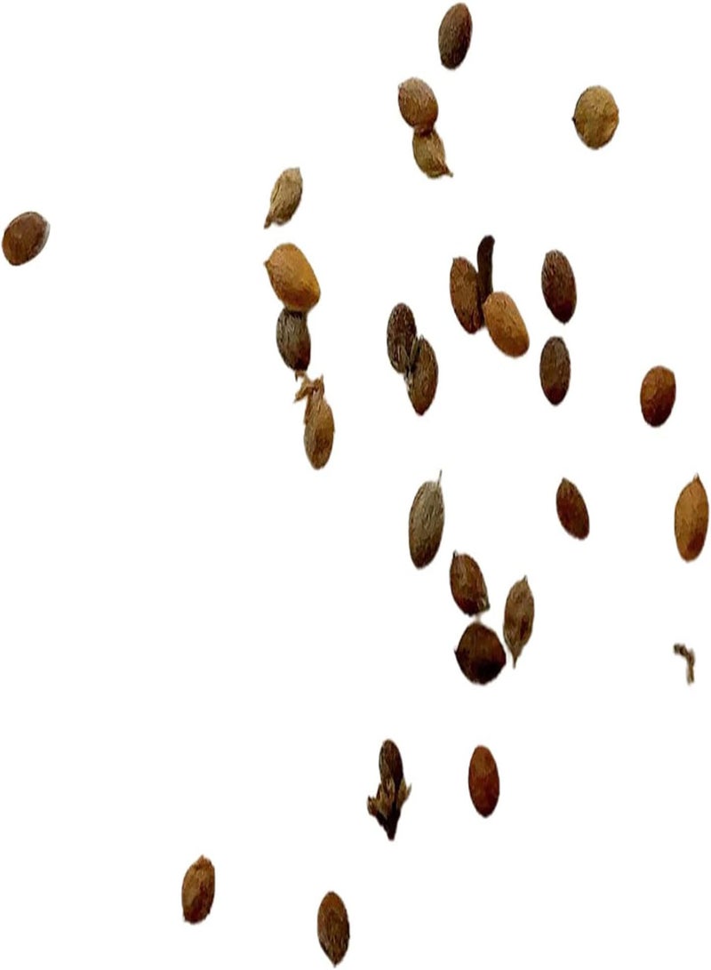 GGOOT 100Pcs Assorted Colors Succulent Seeds | Aesthetic Home Garden Balcony Bonsai Seedlings Kit Rose Red Seeds - Image 5