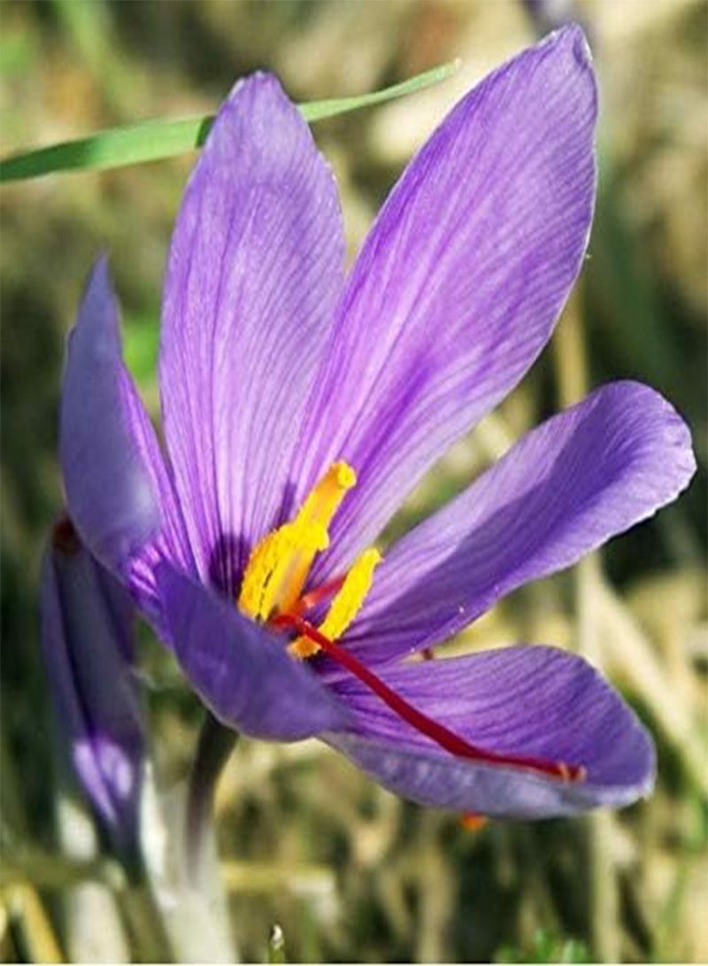 جي جوت 50 قطعة من بذور زعفران الزعفران الخريفي، زعفران الخريف المزهر، بذور زعفران الحديقة لسجاد الزهور الرائع - Image 2