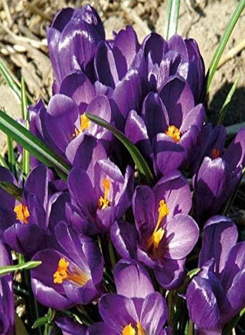 جي جوت 50 قطعة من بذور زعفران الزعفران الخريفي، زعفران الخريف المزهر، بذور زعفران الحديقة لسجاد الزهور الرائع - Image 3