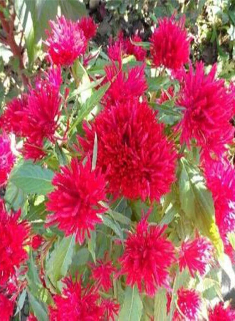 جي جوت 100 قطعة من بذور النعناع، عشبة معمرة سهلة النمو، عطر منعش، بذور نباتات خضراء للحديقة والفناء والشرفة، بذور النعناع - Image 4