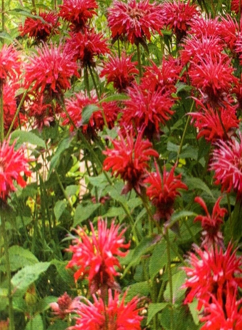 جي جوت 100 قطعة من بذور النعناع، عشبة معمرة سهلة النمو، عطر منعش، بذور نباتات خضراء للحديقة والفناء والشرفة، بذور النعناع - Image 3