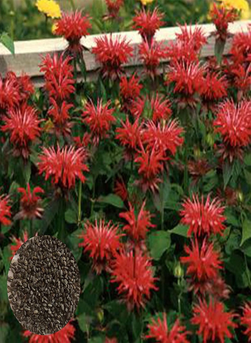 جي جوت 100 قطعة من بذور النعناع، عشبة معمرة سهلة النمو، عطر منعش، بذور نباتات خضراء للحديقة والفناء والشرفة، بذور النعناع - Image 1