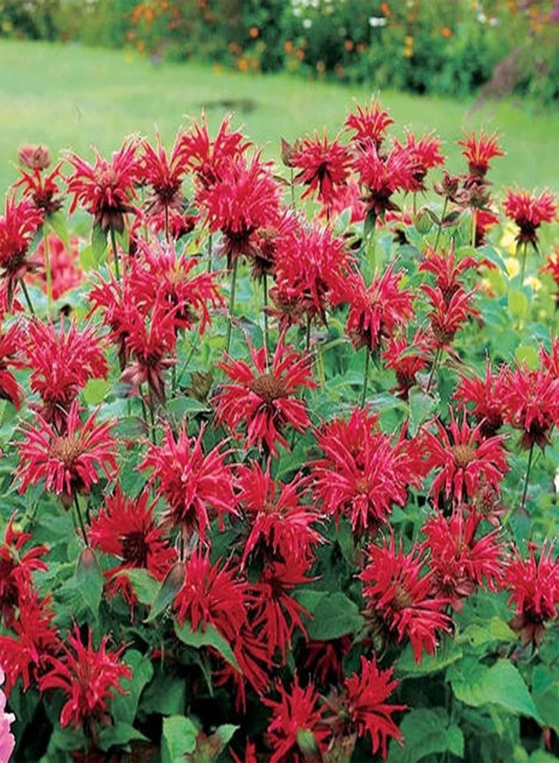 جي جوت 100 قطعة من بذور النعناع، عشبة معمرة سهلة النمو، عطر منعش، بذور نباتات خضراء للحديقة والفناء والشرفة، بذور النعناع - Image 5