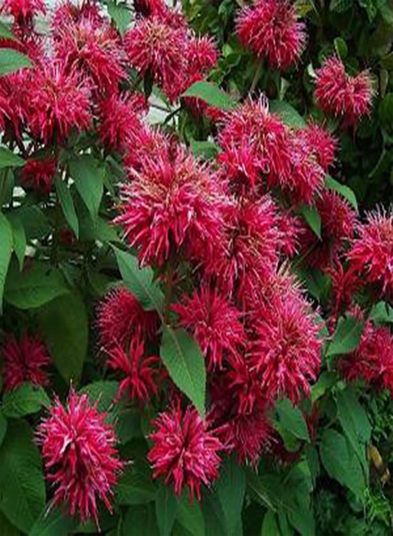 جي جوت 100 قطعة من بذور النعناع، عشبة معمرة سهلة النمو، عطر منعش، بذور نباتات خضراء للحديقة والفناء والشرفة، بذور النعناع - Image 2