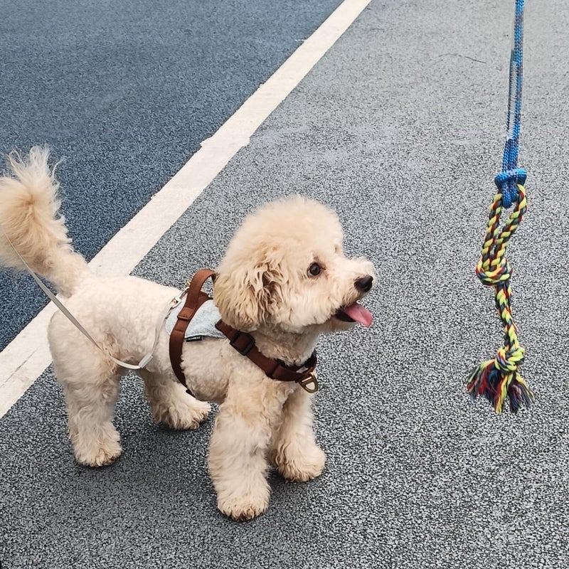 DIBBATU Dog Rope Toy, 3 Pack for Small Dogs, Durable Interactive Puppy Toys Ropes, Flirt Pole Replacement Toys for Teething Health, Relieve Boredom - Image 2