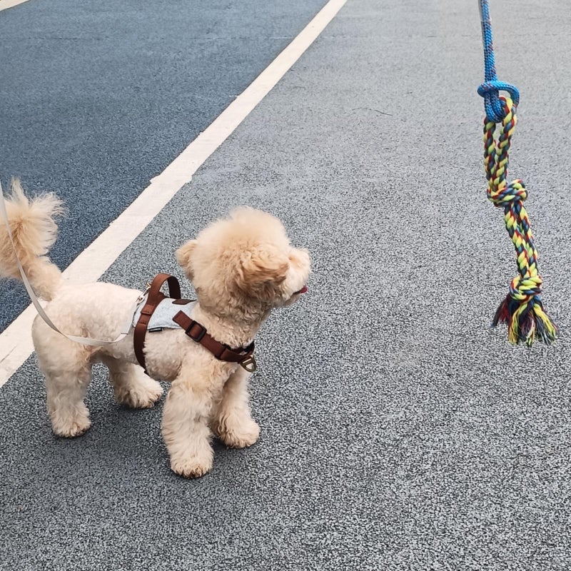 DIBBATU Dog Rope Toy, 3 Pack for Small Dogs, Durable Interactive Puppy Toys Ropes, Flirt Pole Replacement Toys for Teething Health, Relieve Boredom - Image 4