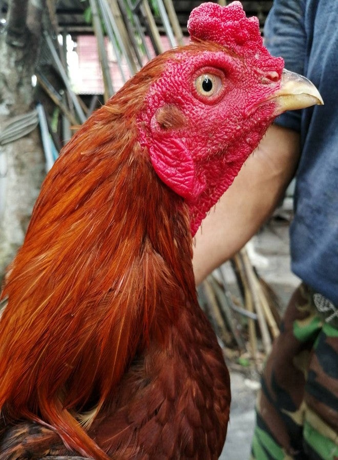 HULX Super Green 10 CC. Rooster Booster Health Care Protection, Quickly Recover Chicken Rooster from Sick, Heal Wounds Pain, Recovery Energy Increase Immunity Poultry & Bird - Image 5