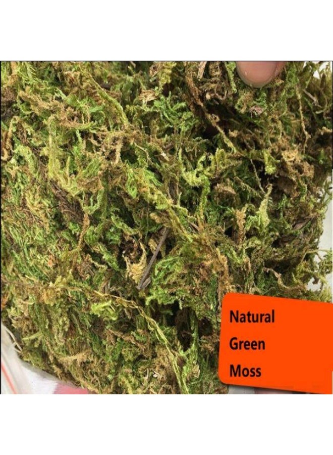 NomoyPet طحلب طبيعي لأحواض الزواحف من نومويبيت، طحلب لأحواض السلاحف - أخضر - (250 جم / 500 جم / 1 كجم) - Image 2