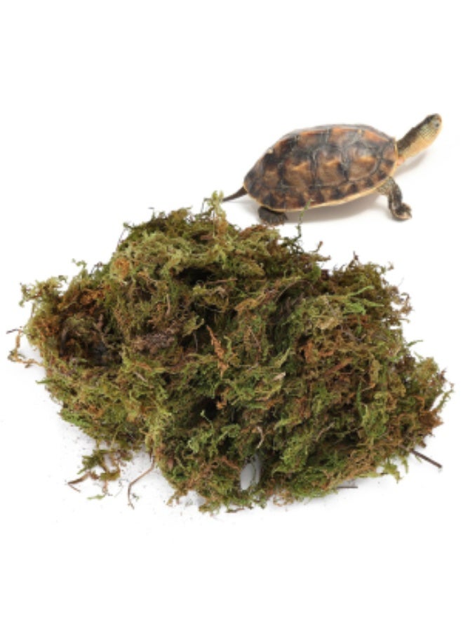 NomoyPet طحلب طبيعي لأحواض الزواحف من نومويبيت، طحلب لأحواض السلاحف - أخضر - (250 جم / 500 جم / 1 كجم) - Image 5