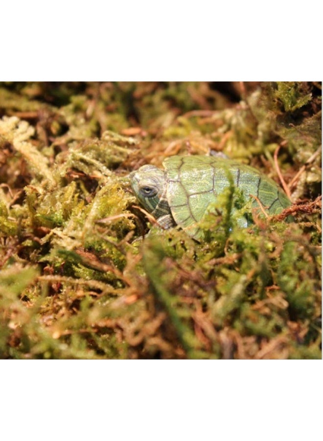 NomoyPet طحلب طبيعي لأحواض الزواحف من نومويبيت، طحلب لأحواض السلاحف - أخضر - (250 جم / 500 جم / 1 كجم) - Image 4