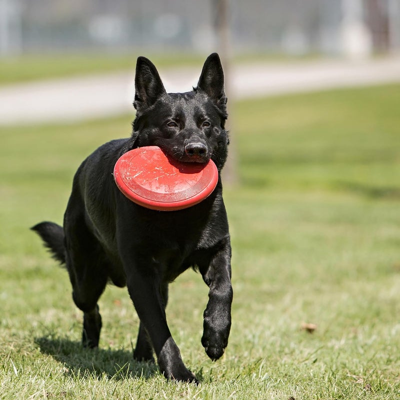 KONG Flyer for Dogs - Large Size Fetch Toy - Image 2