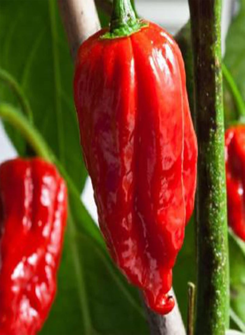جي جوت 300 قطعة من بذور النباتات المتكتلة غير المعدلة وراثيًا سريعة النمو تحت أشعة الشمس الكاملة بذور الفلفل إكسسوارات البستنة - Image 3