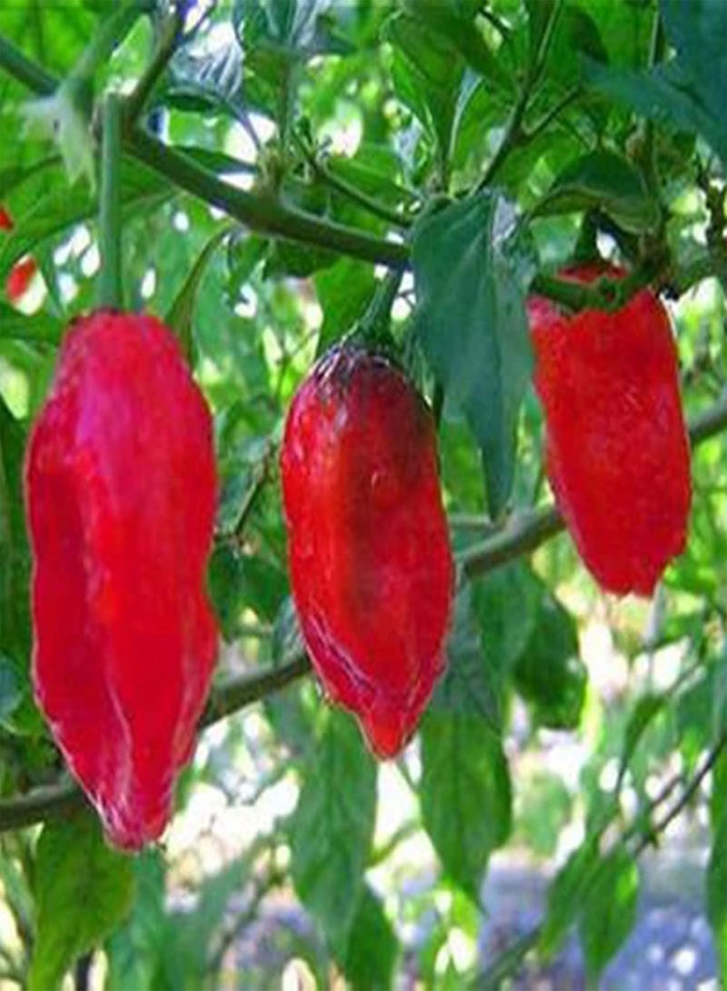 جي جوت 300 قطعة من بذور النباتات المتكتلة غير المعدلة وراثيًا سريعة النمو تحت أشعة الشمس الكاملة بذور الفلفل إكسسوارات البستنة - Image 4