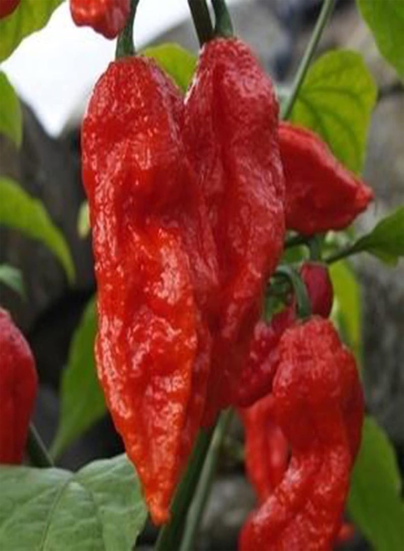 جي جوت 300 قطعة من بذور النباتات المتكتلة غير المعدلة وراثيًا سريعة النمو تحت أشعة الشمس الكاملة بذور الفلفل إكسسوارات البستنة - Image 1