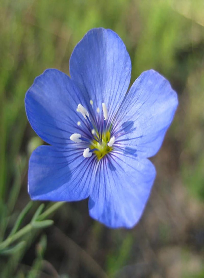 GGOOT 300Pcs Blue Wildflower Seeds,Perennial Mixed Wildflower Seeds Garden Seeds,Open Pollinated Wild Flower Seeds  - Image 5
