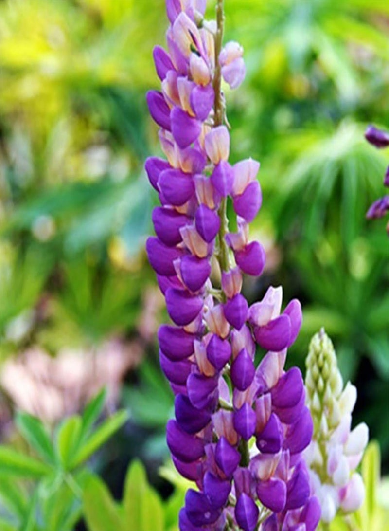 GGOOT 300Pcs Blue Wildflower Seeds,Perennial Mixed Wildflower Seeds Garden Seeds,Open Pollinated Wild Flower Seeds  - Image 4