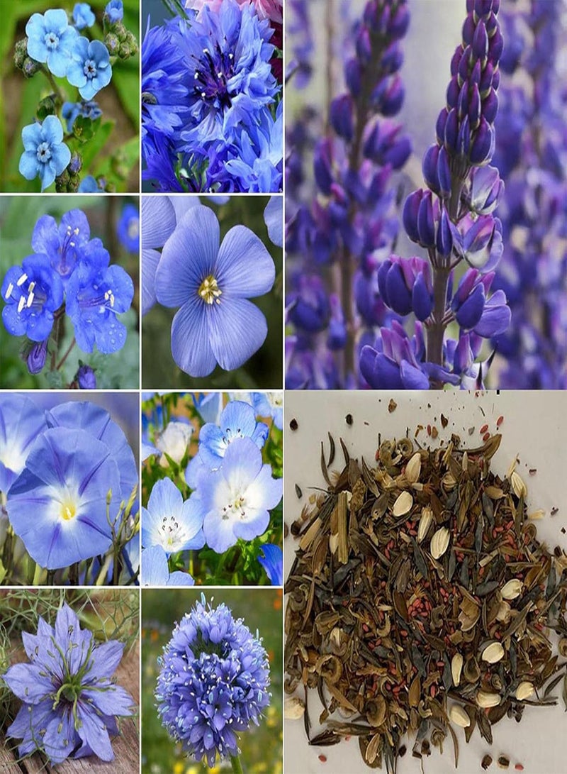 GGOOT 300Pcs Blue Wildflower Seeds,Perennial Mixed Wildflower Seeds Garden Seeds,Open Pollinated Wild Flower Seeds  - Image 1