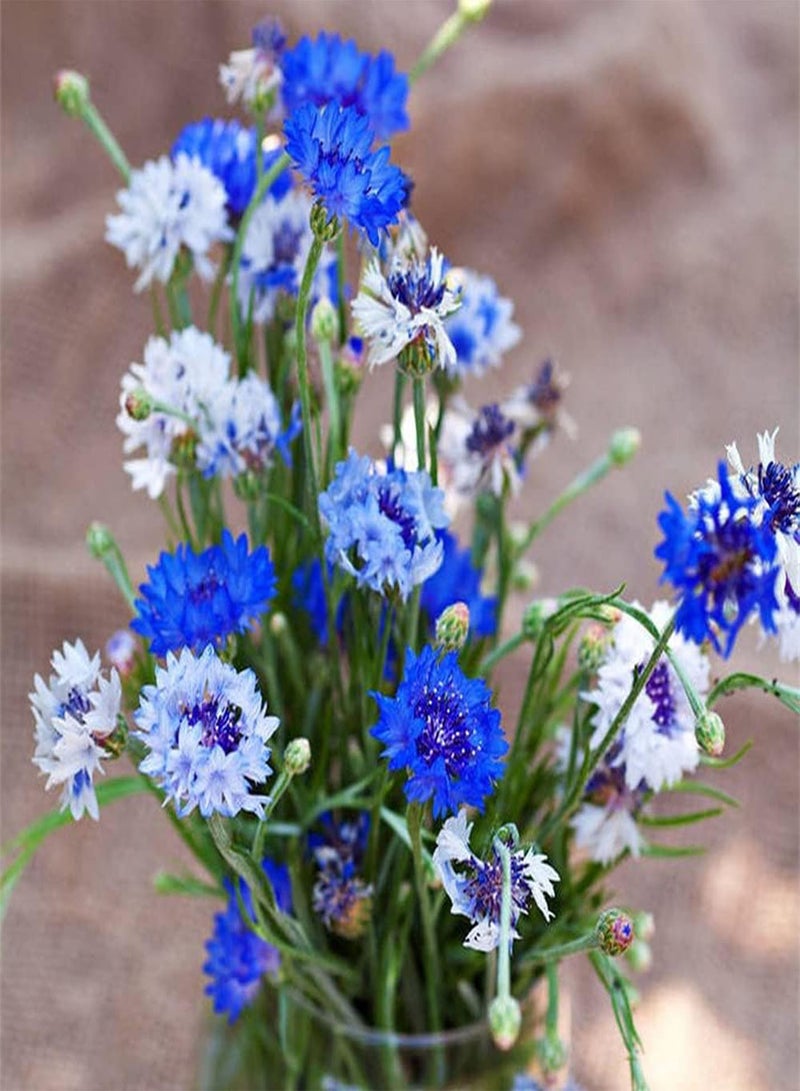 GGOOT 100Pcs Mixed Cornflower Seeds Beautiful Ornamental Flowers for Home Garden Planting Colorful Flowers Add Color to The Garden - Image 1