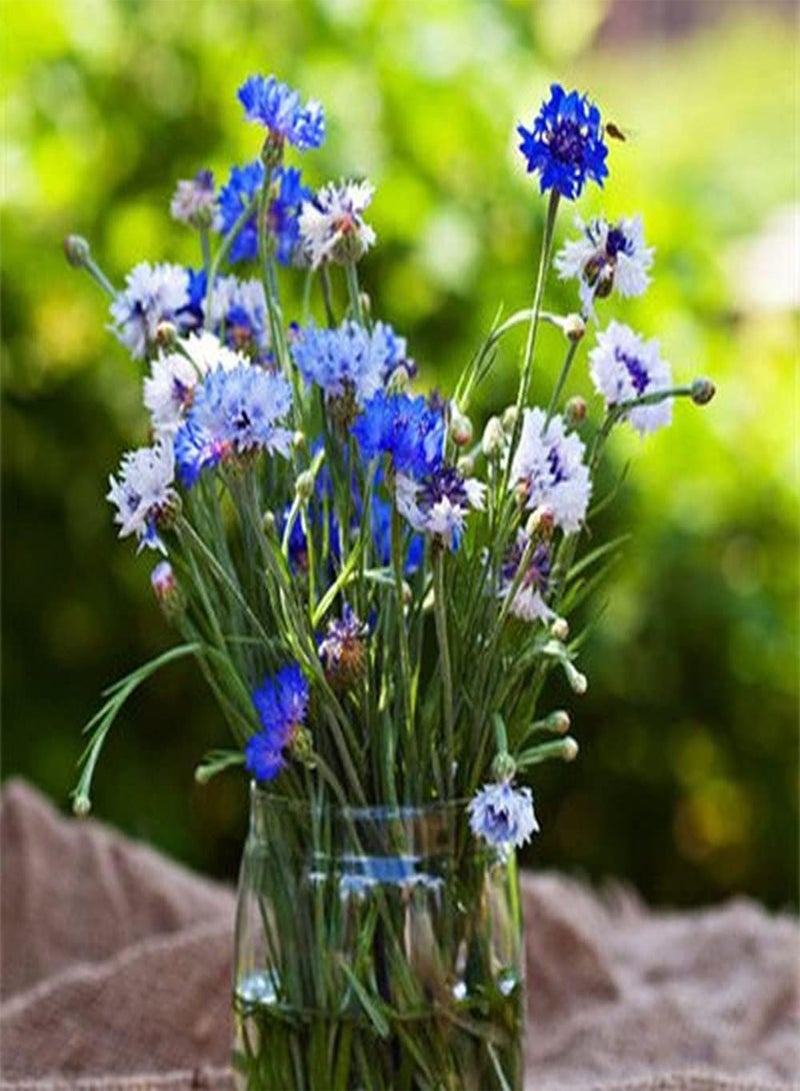 GGOOT 100Pcs Mixed Cornflower Seeds Beautiful Ornamental Flowers for Home Garden Planting Colorful Flowers Add Color to The Garden - Image 2
