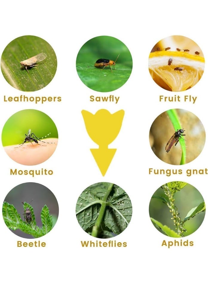 40PCS Fruit Fly Sticky Traps, Fungus Gnat Traps, Yellow Sticky Bug Traps, Gnat Killer, Non-Toxic, for Indoor, Outdoor, House, Kitchen, Plants, Whitefly, Mosquitos, Flying Insects - Image 2