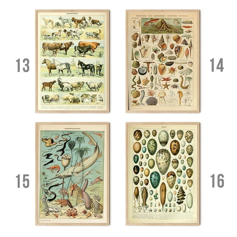 Retro Poster Mushroom Biological Figure Decorative Painting Core Teaching Study Living Room Canvas Painting - Image 3