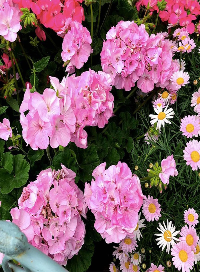 GGOOT 50Pcs Geranium Seeds for Indoor Outdoor Balcony Planting Blooming Elegant Pink Flowers Unique Holiday Decoration Loved by People - Image 2