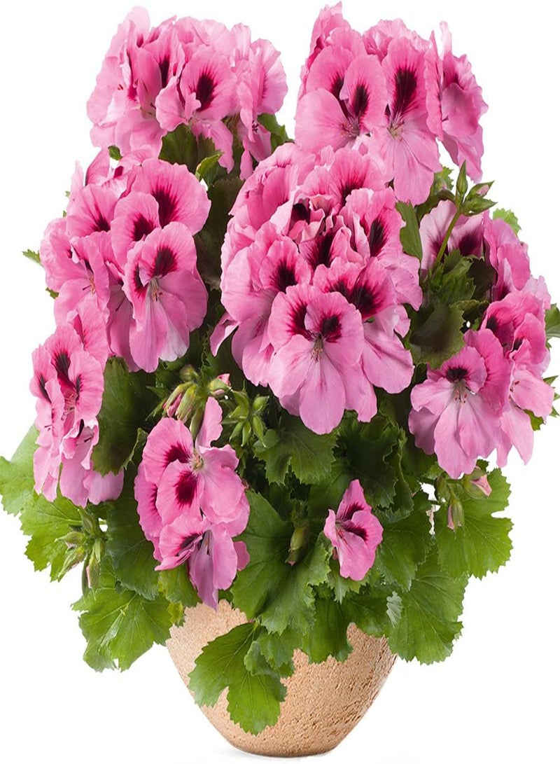 GGOOT 50Pcs Geranium Seeds for Indoor Outdoor Balcony Planting Blooming Elegant Pink Flowers Unique Holiday Decoration Loved by People - Image 1