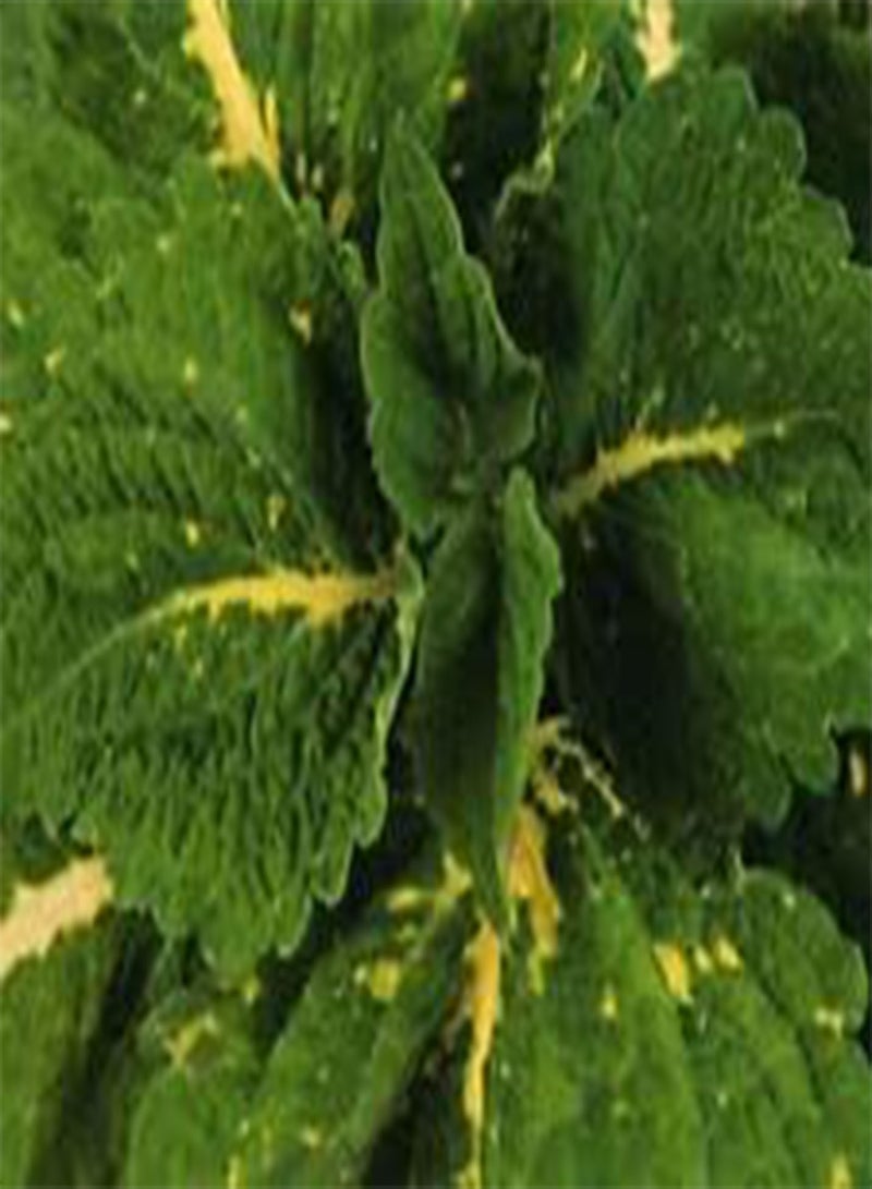 Coleus Kong Green Solenostemon Scutellarioides - 20 Bulk (PKD) Seeds