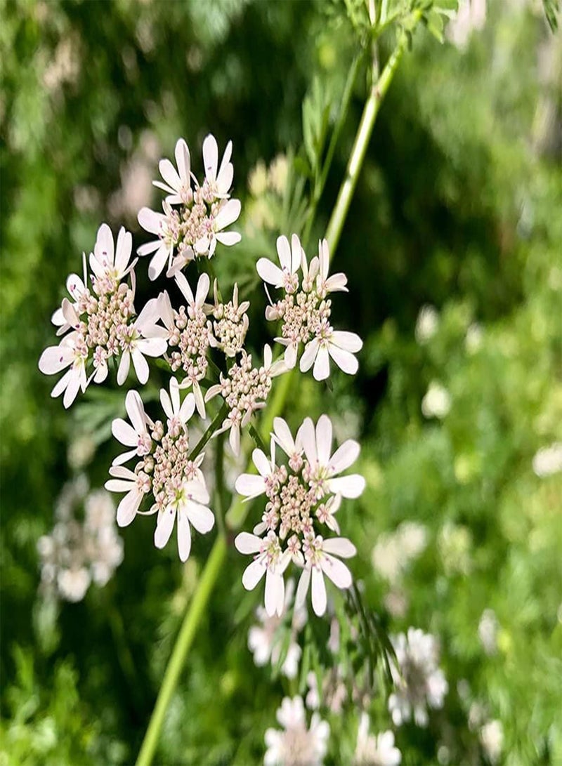 جي جوت 50 قطعة من بذور الكزبرة الجميلة والمضغوطة لزراعة حديقة الفناء والأعشاب المزهرة في الربيع والتزيين والزهور والخضراوات الأخرى - Image 3
