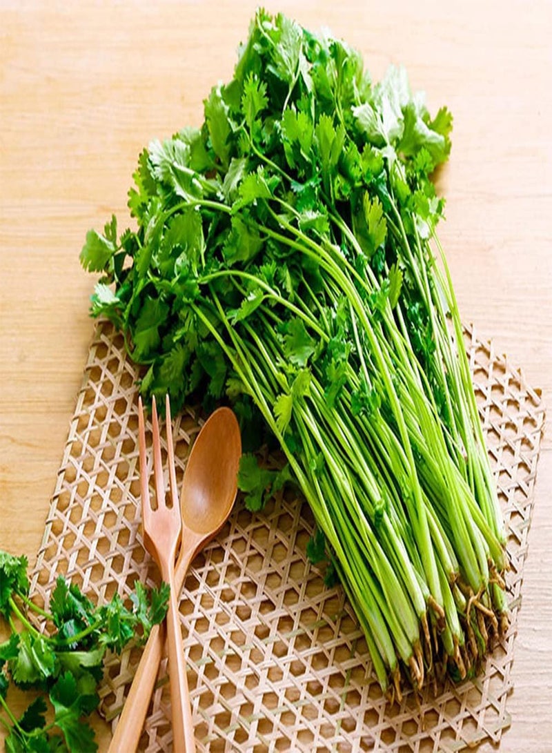 جي جوت 50 قطعة من بذور الكزبرة الجميلة والمضغوطة لزراعة حديقة الفناء والأعشاب المزهرة في الربيع والتزيين والزهور والخضراوات الأخرى - Image 2