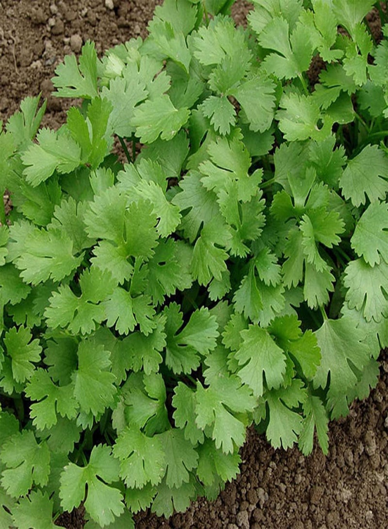 جي جوت 50 قطعة من بذور الكزبرة الجميلة والمضغوطة لزراعة حديقة الفناء والأعشاب المزهرة في الربيع والتزيين والزهور والخضراوات الأخرى - Image 1