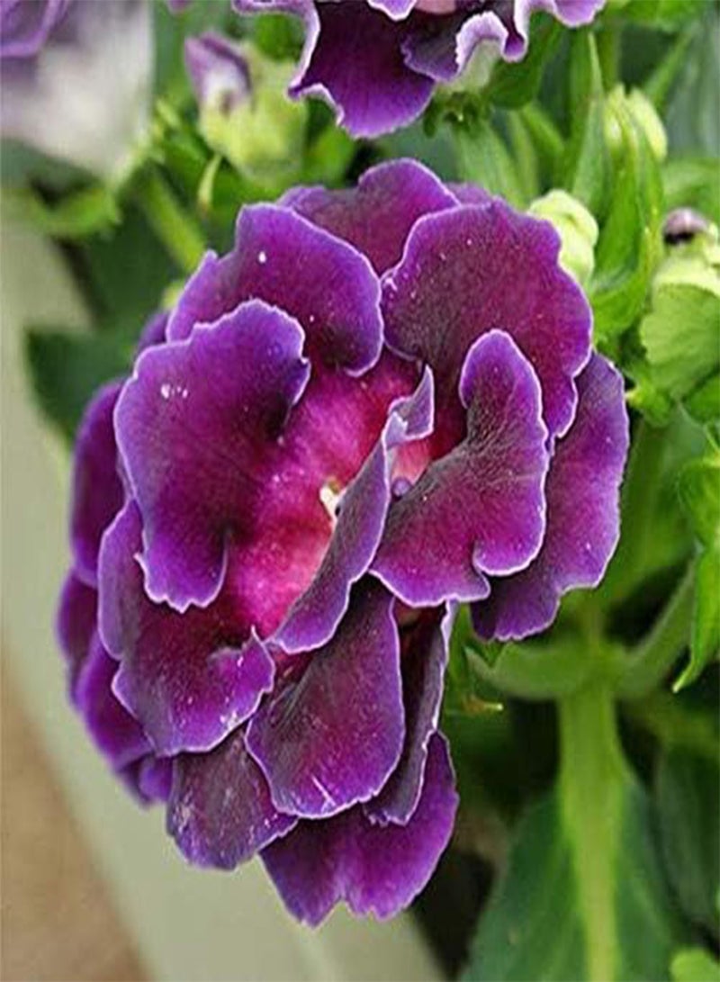 GGOOT seeds Fresh 100 pcs Perennial Sinningia Gloxinia Flower Seeds for Planting Violet