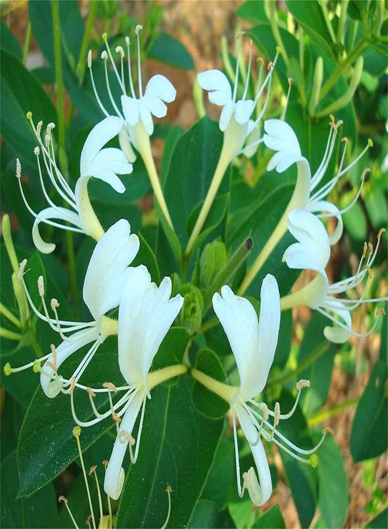 جي جوت بذور عشبة زهر العسل المعمرة في المملكة المتحدة/بذور زهرة عطرية رائعة الجمال/بذور حديقة تراثية/نباتات عطرية/نباتات حديقة في أصص - 200 بذرة - Image 2