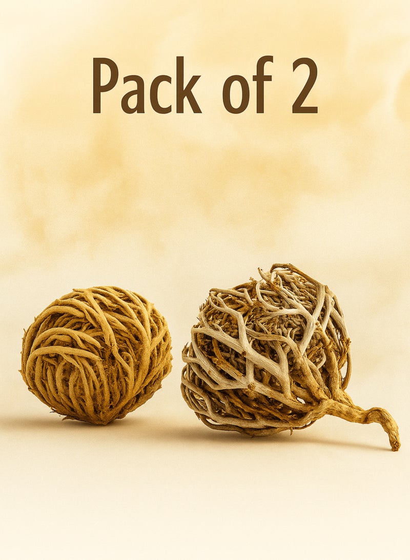 زهر وردة أريحا Anastatica hierochuntica زهرة مريم، زهرة مريم نبات القيامة (عبوة من قطعتين) - Image 2