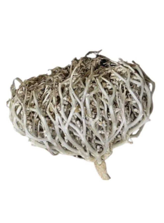 زهر وردة أريحا Anastatica hierochuntica زهرة مريم، زهرة مريم نبات القيامة (عبوة من قطعتين) - Image 3