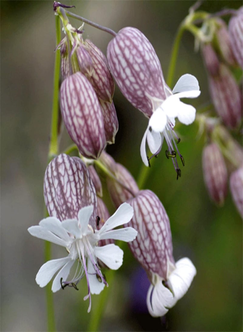 GGOOT seeds Green Garden Flower Plants 50Pcs/Bag Silene Vulgaris Seeds Full of Vitality Delicious Non GMO Attractive Flower Seeds for Balcony   Seed - Image 1